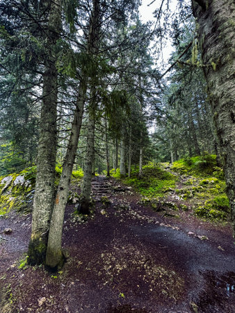 Beautiful summer forest with different treesの写真素材