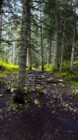 Beautiful summer forest with different treesの写真素材