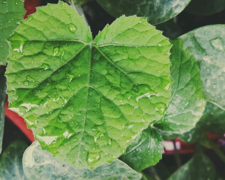 Pumpkin \\ \'s leaf