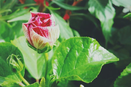 Flowerの素材