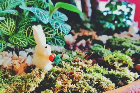 Garden in trayの素材