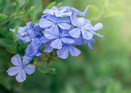 Light purple flower background.