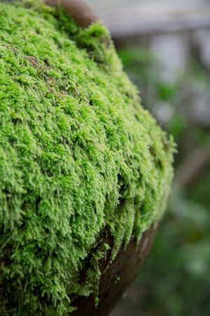 moss の写真素材