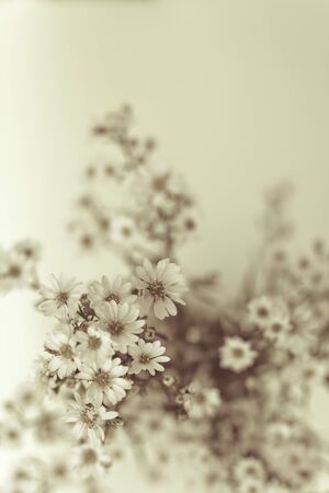 retro style image of Gypsophila の写真素材