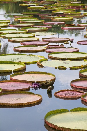 Royal Water Lily の写真素材