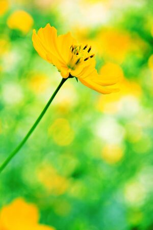 mexican sunflower weed の写真素材