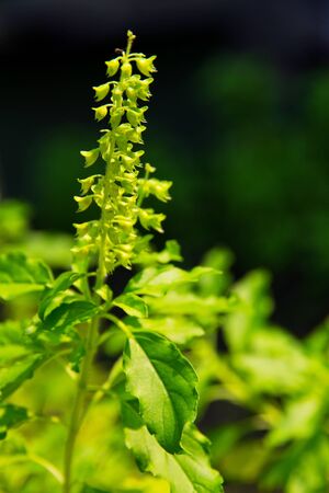 Holy basil flowerの写真素材