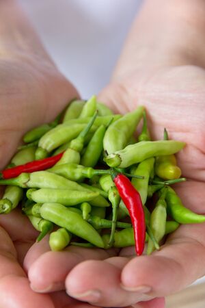 hand holding Chili pepperの写真素材