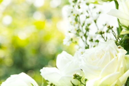 Close up of white roseの写真素材