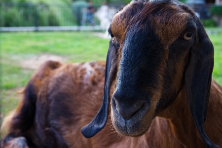 Portrait of goat on farmの写真素材