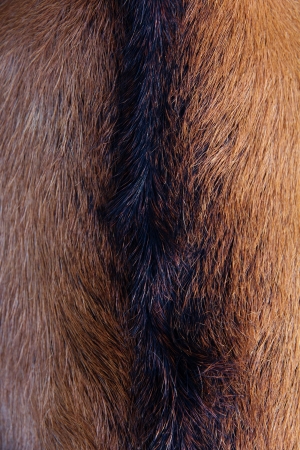  anglo nubain nanny goat wool backgroundの写真素材