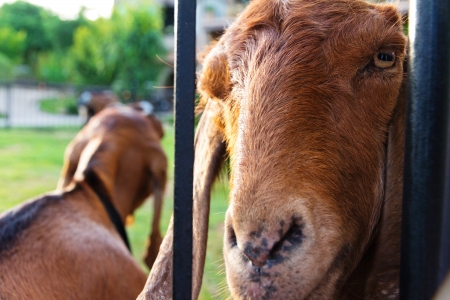 Portrait of goat on farmの写真素材