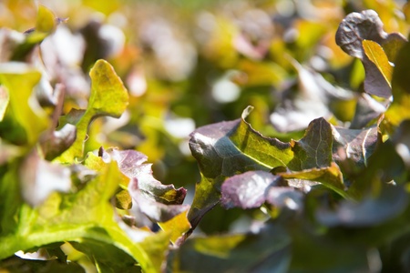 Hydroponics vegetable farm,close up image of red coral leafの写真素材