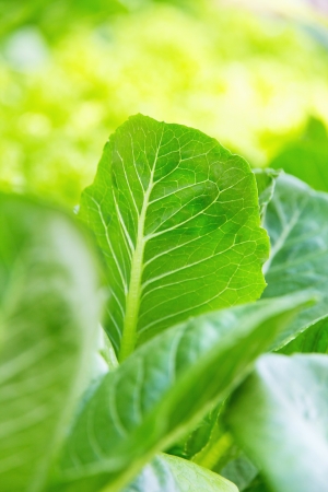 Hydroponics vegetable farm,close up of Lettuce Crop Lactuca Leaf Vegetable の写真素材