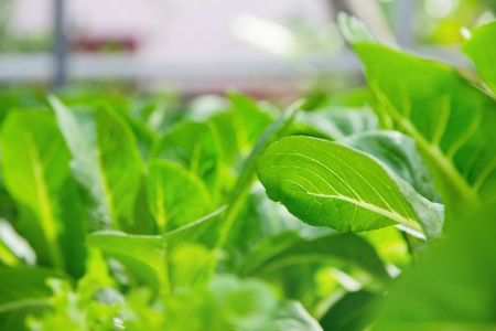 Hydroponics vegetable farmの写真素材