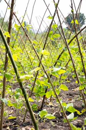 Yardlong bean farmの写真素材