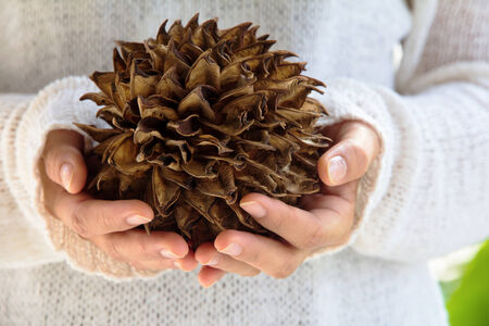 hand holding natural spiky tree
