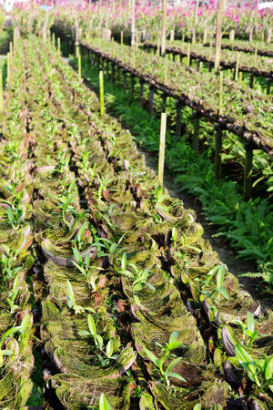 Orchid Farmの写真素材