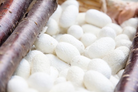 Silkworm Cocoon Backgroundの写真素材