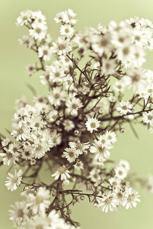 white gypsophilaの写真素材