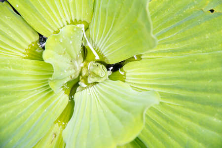 Water Lettuceの写真素材