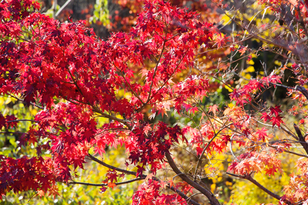 Image of red Japanese maple leaves