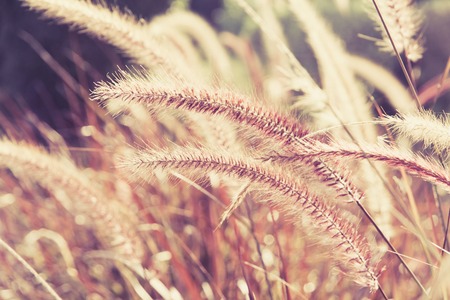 Field Grass Blowing in the Windの写真素材