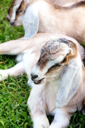 baby goat sleep in the farmの写真素材