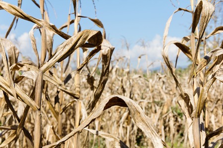 drought corn fieldの写真素材