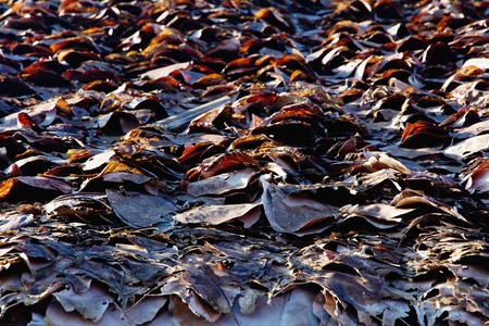 Karen roof house of northern Thailand. The roof is made from the leaves of Dipterocarpus tuberculatus Roxb.の写真素材