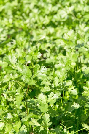 Fresh Cilantro Herb plant in farm.の写真素材