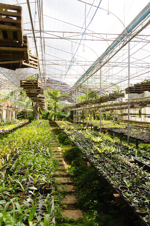 Orchid Farmの写真素材