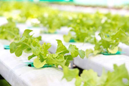 Hydroponics vegetable farmGreen CoralFrillie Iceburg Lettuceの写真素材