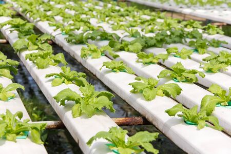Hydroponics vegetable farm backgroundの写真素材