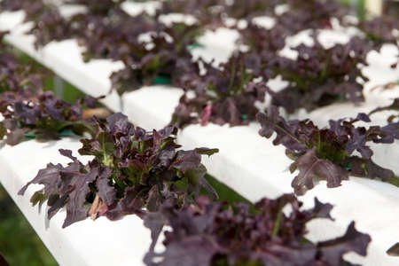 Hydroponics vegetable farm Frillie Iceburg LettuceGreen Oak Lettuceの写真素材