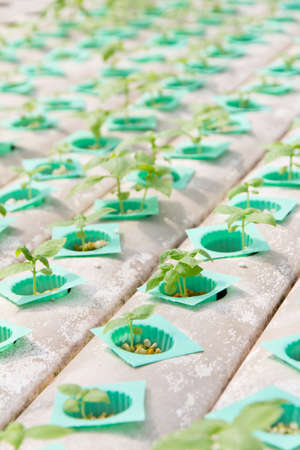 plant nurseryの写真素材