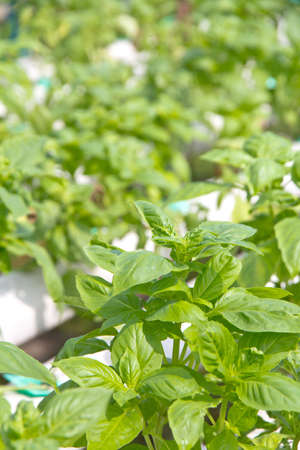 close up of Thai basil leafの写真素材