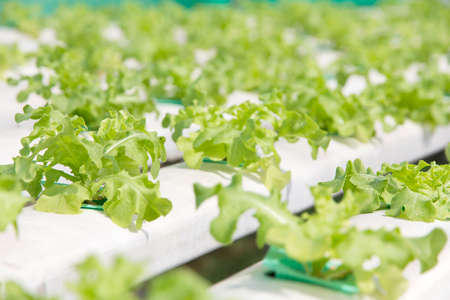 Hydroponics vegetable farm backgroundの写真素材