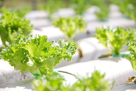 Hydroponics vegetable farmの写真素材