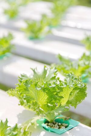 Hydroponics vegetable farmの写真素材