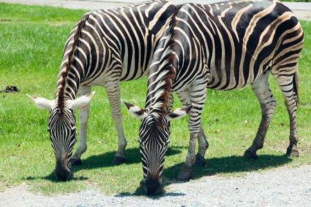 Zebras Eating Grassの写真素材