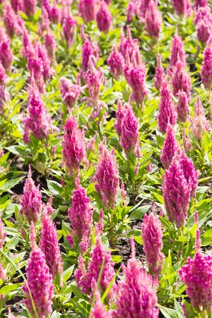 colorful of celosia flowerの写真素材