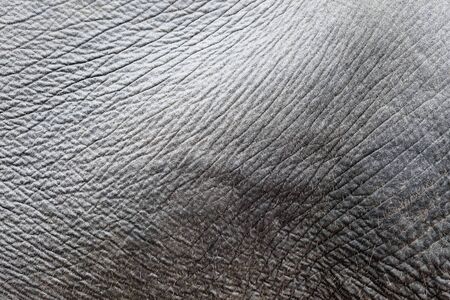 Elephant Skin closeupの写真素材