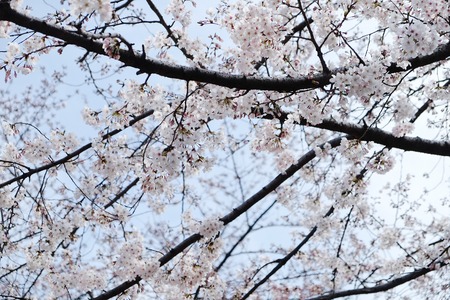 cherry blossom seasonのeditorial素材