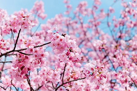 cherry blossom seasonのeditorial素材