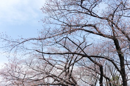 Ueno Park during the cherry blossom seasonのeditorial素材