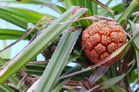vacquois fruit, Pandanus Palmの写真素材