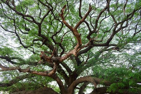 Giant Rain Tree