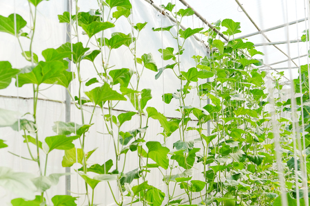 Greenhouse plantation of melon farmの写真素材