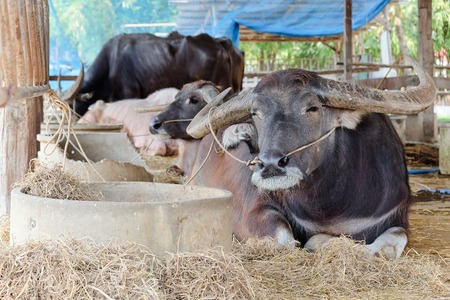 Buffalos in corral,Thailandの写真素材